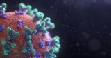 Новый штамм коронавируса научился «прятаться» от иммунитета